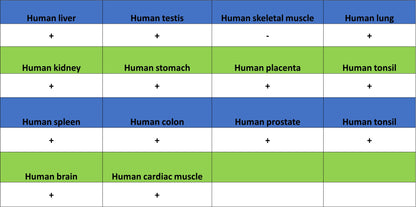 CD206 Recombinant Rabbit mAb (S-3477-27)