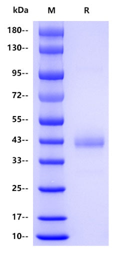 Mouse CD3 epsilon Protein, hFc tag