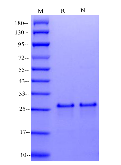 Bcl-x/BCL2L1 His Tag Protein, Human