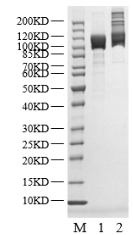 USP48 Protein