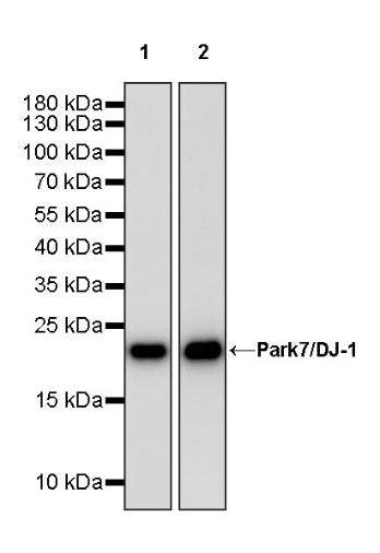 Park7/DJ-1 Recombinant Rabbit mAb (S-980-144)