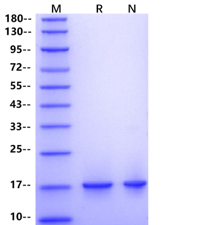 IL-36γ Protein, Mouse