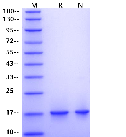 IL-36γ Protein, Mouse