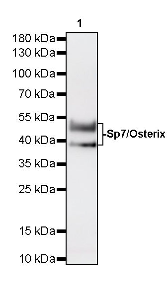 Sp7/Osterix Recombinant Rabbit mAb (S-4225-14)