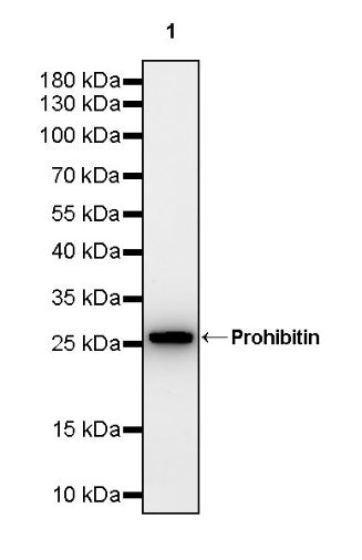 Prohibitin Recombinant Rabbit mAb (S-2679-7)