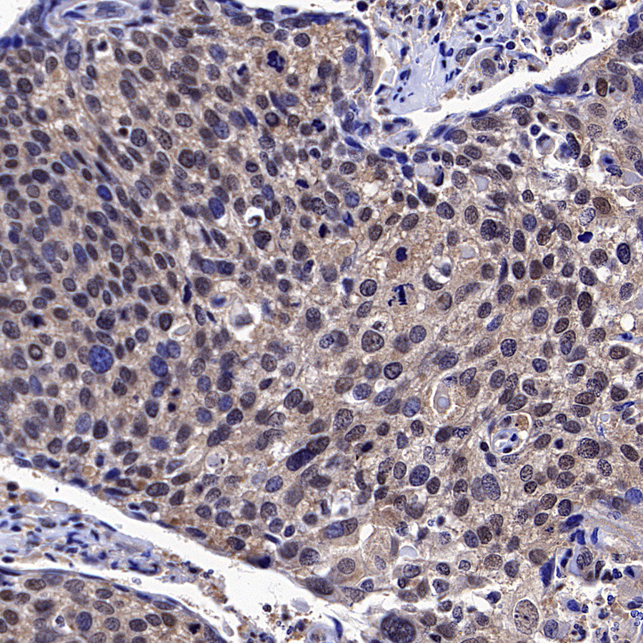 IRF3 Recombinant Rabbit mAb (S-3650-63)