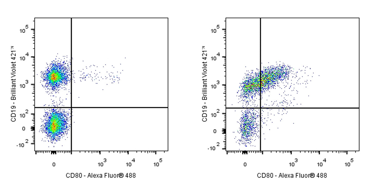 Armenian hamster Anti-Mouse CD80 Antibody (16-10A1)