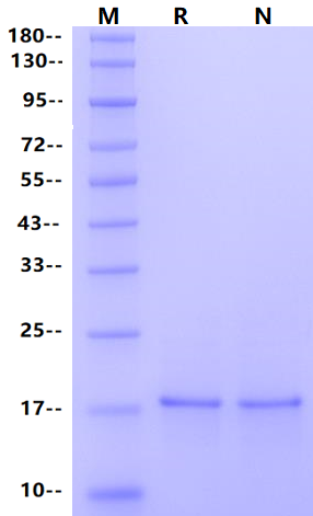 IL-1α Protein, Human
