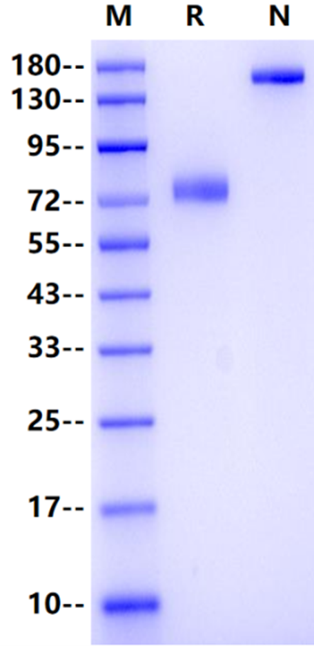 FCRL6/FcRH6 Fc Chimera Protein, Human
