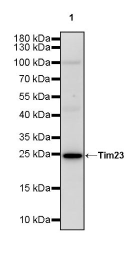 Tim23 Recombinant Rabbit mAb (S-2241-105)