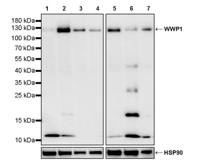WWP1 Recombinant Rabbit mAb (S-4412-25)