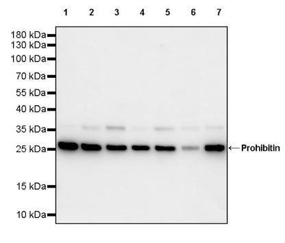 Prohibitin Recombinant Rabbit mAb (S-2679-7)