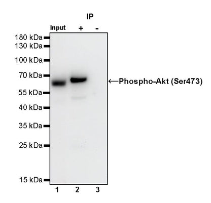 Phospho-Akt (Ser473) Recombinant Rabbit mAb (S-763-7)