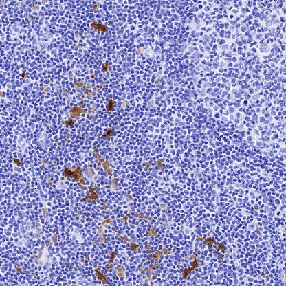 IDO1/Indoleamine 2,3-dioxygenase Recombinant Rabbit mAb (S-R225)