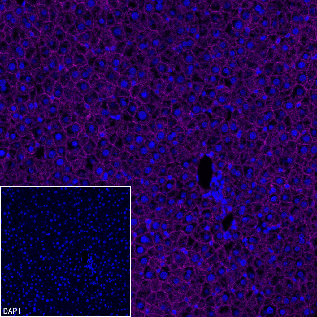 N-Cadherin Recombinant Rabbit mAb (Cy5 Conjugate) (SDT-329-12)