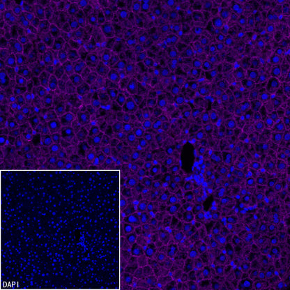 N-Cadherin Recombinant Rabbit mAb (Cy5 Conjugate) (SDT-329-12)