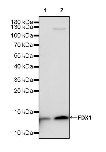 FDX1 Recombinant Rabbit mAb (S-3587-58)