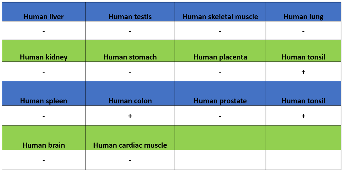 CDCP1 Recombinant Rabbit mAb (S-3437-221)