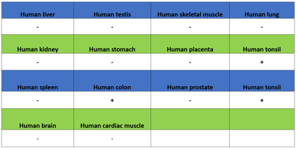 CDCP1 Recombinant Rabbit mAb (S-3437-221)