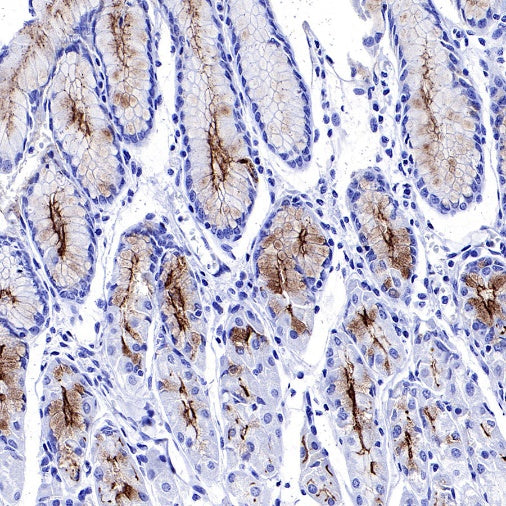 S-RMab® MUC1/EMA Recombinant Rabbit mAb (SDT-776-49)