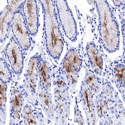 S-RMab® MUC1/EMA Recombinant Rabbit mAb (SDT-776-49)