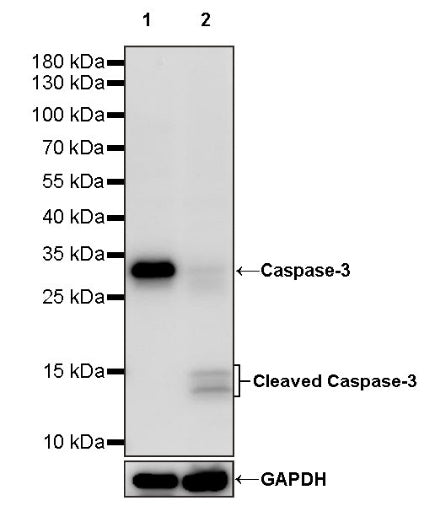 Caspase-3 Recombinant Rabbit mAb (S-656-43)