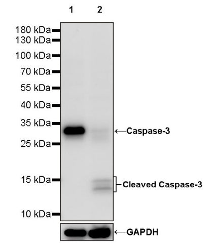 Caspase-3 Recombinant Rabbit mAb (S-656-43)