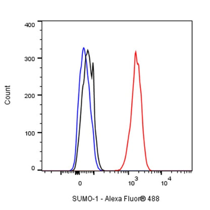 SUMO-1 Recombinant Rabbit mAb (S-625-111)