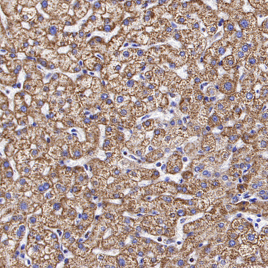 MTCO2 Recombinant Rabbit mAb (S-1891-72)