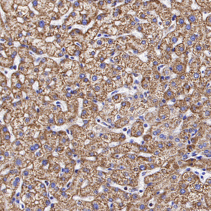 MTCO2 Recombinant Rabbit mAb (S-1891-72)