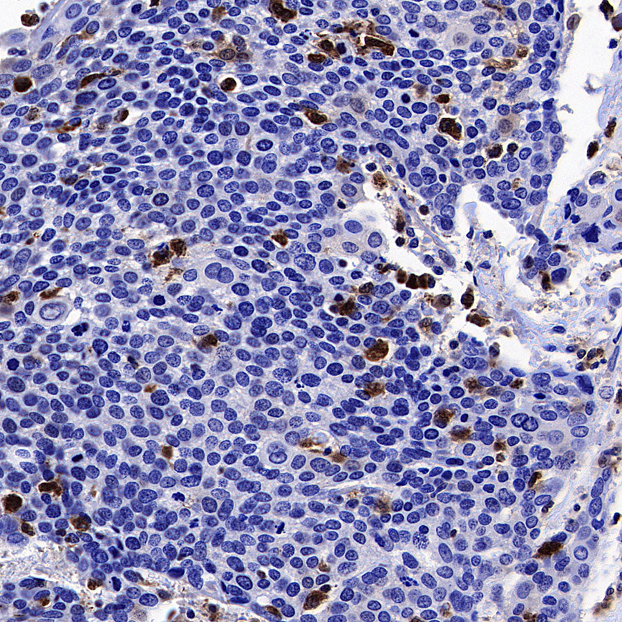 ISG15 Recombinant Rabbit mAb (S-5475)