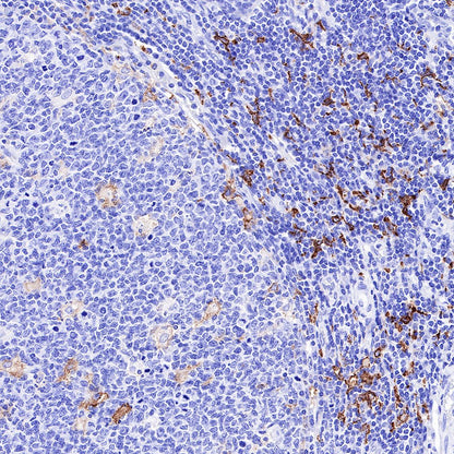 CD163 Recombinant Rabbit mAb,PBS Only (SDT-327-58)