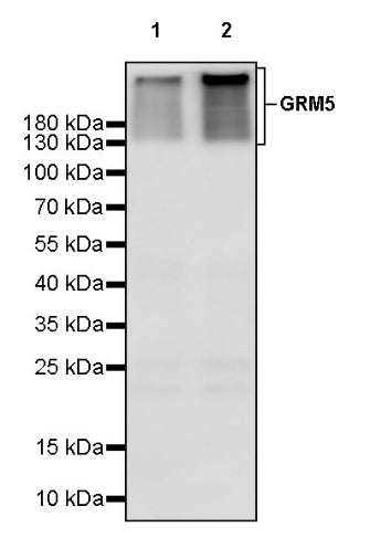GRM5 Recombinant Rabbit mAb (SDT-2419-37)