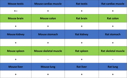 TBX18 Recombinant Rabbit mAb (S-4619-17)