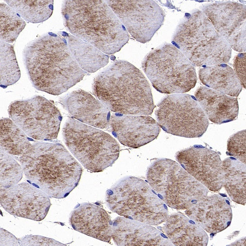 nNOS Recombinant Rabbit mAb (S-1641-70)