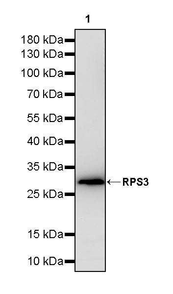 RPS3 Recombinant Rabbit mAb (S-4121-27)