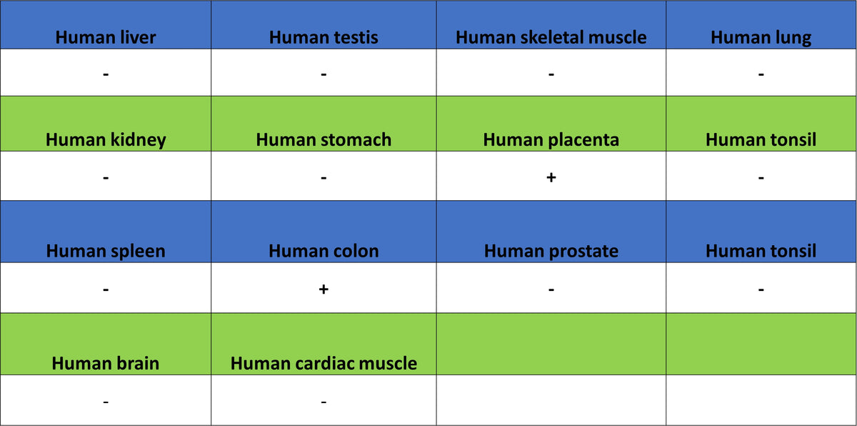 ATF3 Recombinant Rabbit mAb (S-3904)