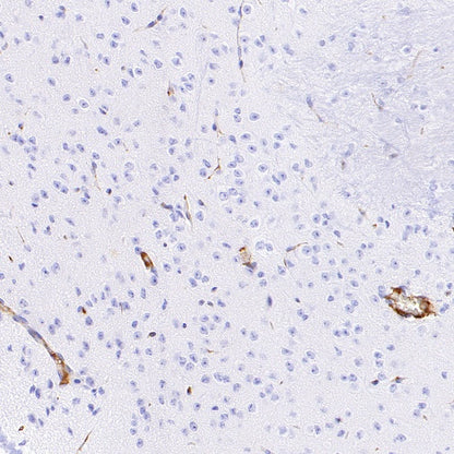 Mouse IL-6 Recombinant  mAb (S-1630-38)