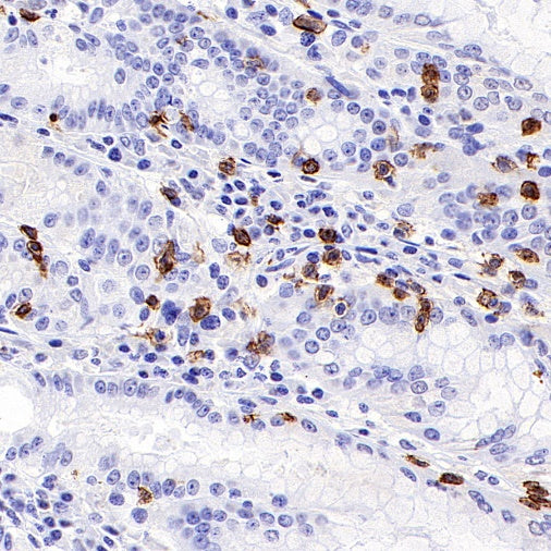 S-RMab® CD8α Mouse mAb (SDT-1036-34)