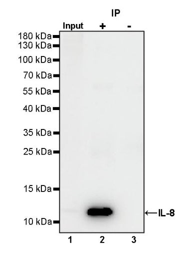 IL-8 Recombinant Rabbit mAb (S-162-38)