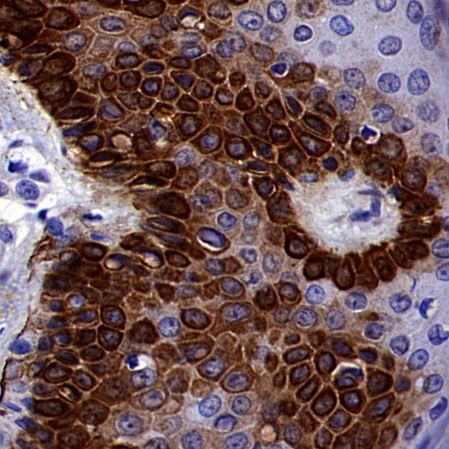 TLR4 Recombinant Mouse mAb (SDT-3305)