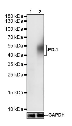 Rat Anti-Mouse PD-1 (CD279) Antibody (S-R496)