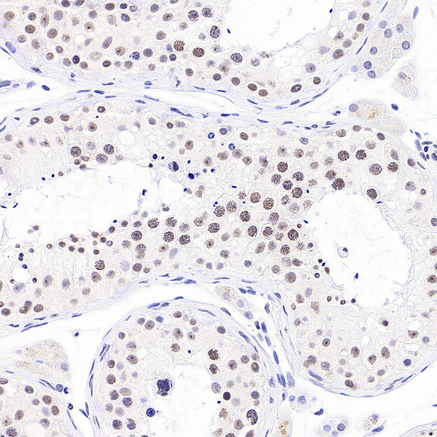 Anti-5-methylcytosine (5-mC) Recombinant Mouse mAb (S-3720)
