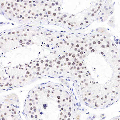 Anti-5-methylcytosine (5-mC) Recombinant Mouse mAb (S-3720)