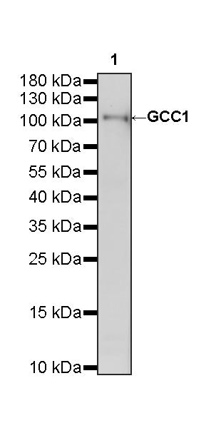 GCC1 Recombinant Rabbit mAb (S-4449-71)