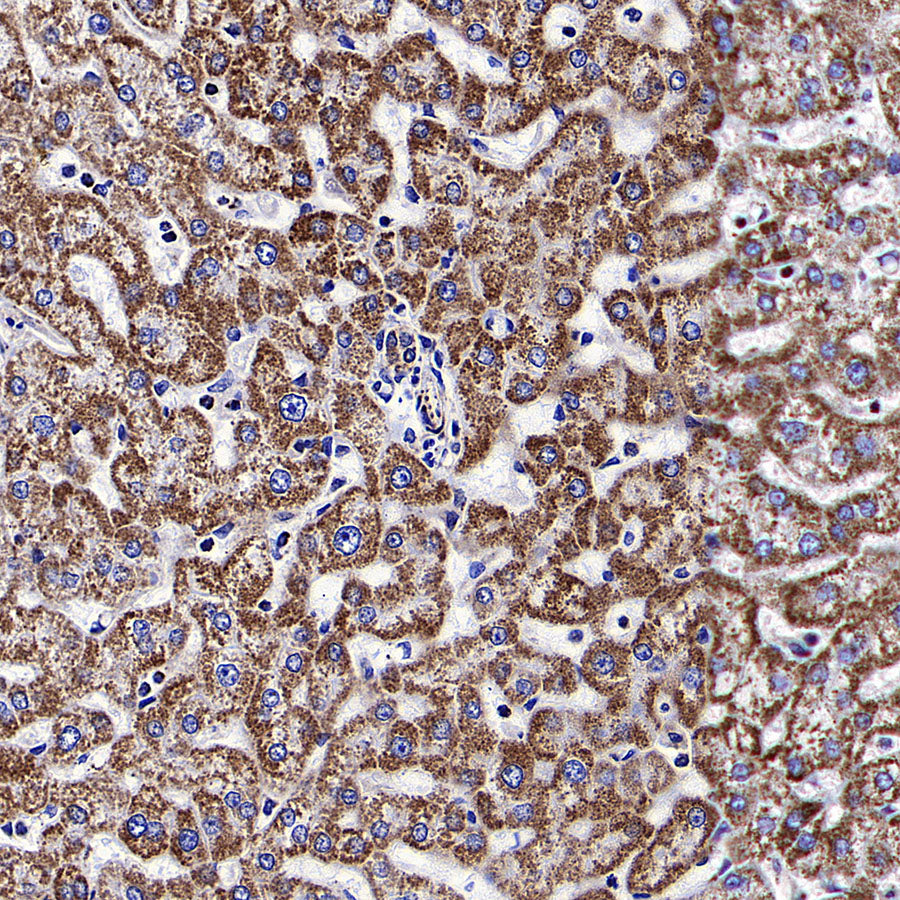 ATPIF1 Recombinant Rabbit mAb (S-3849-49)
