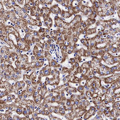 ATPIF1 Recombinant Rabbit mAb (S-3849-49)