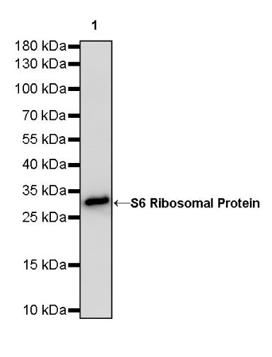 S6 Ribosomal Protein Recombinant Rabbit mAb (S-479-1)