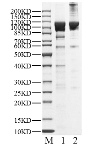 PI4KB His&GST Tag Protein, Human