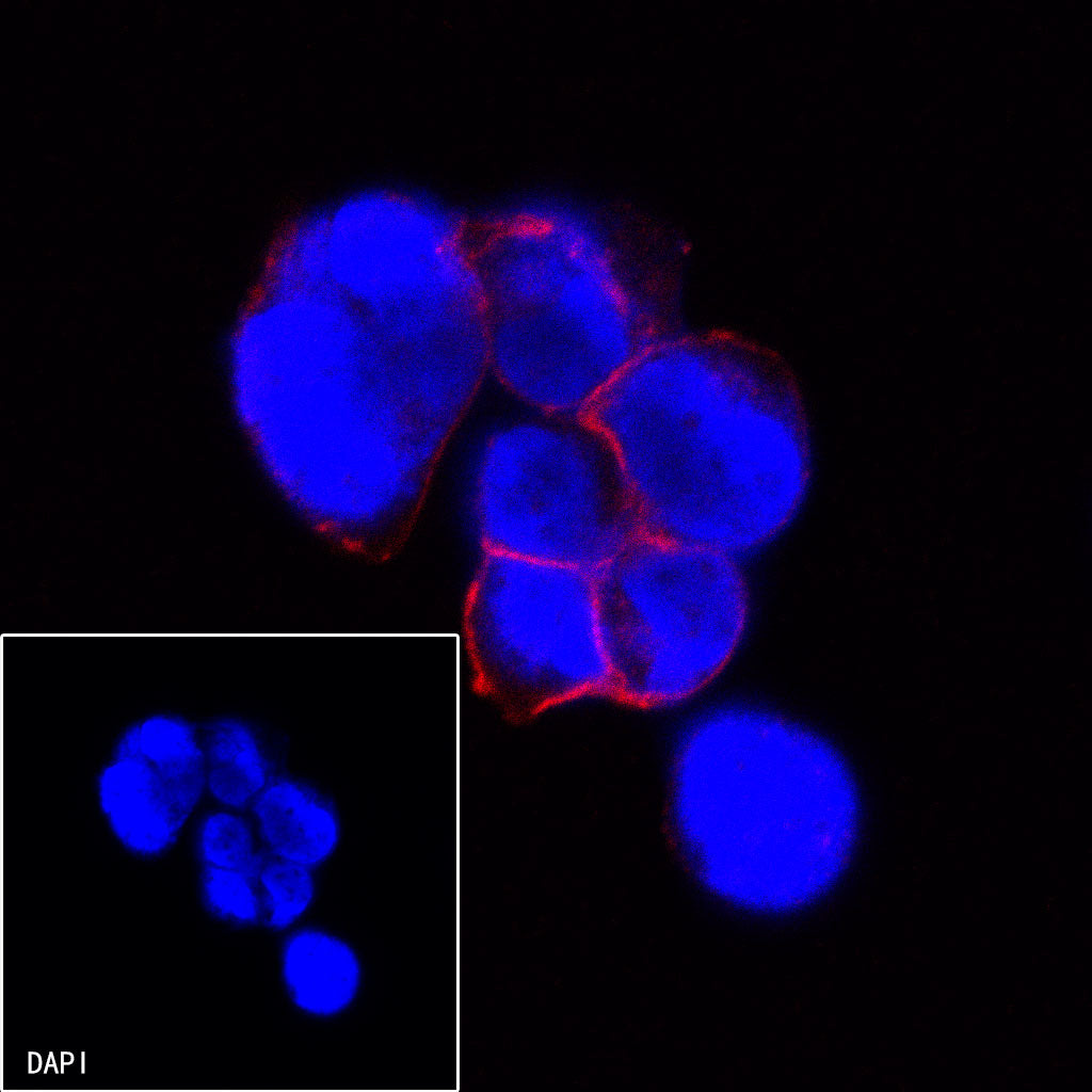 CD21 Mouse mAb (Alexa Fluor® 594 Conjugate) (S-764-18)